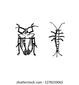 Bug illustration / Hand drawn insect sketch