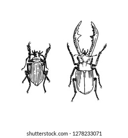 Bug illustration / Hand drawn insect sketch