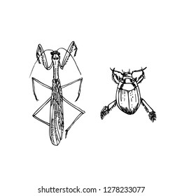 Bug illustration / Hand drawn insect sketch