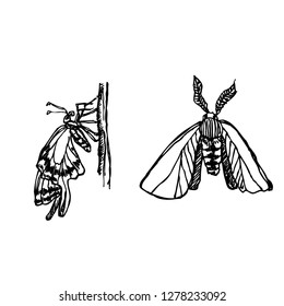 Bug illustration / Hand drawn insect sketch
