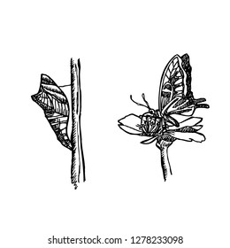 Bug illustration / Hand drawn insect sketch
