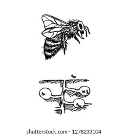 Bug illustration / Hand drawn insect sketch