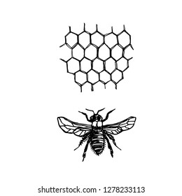 Bug illustration / Hand drawn insect sketch