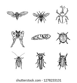 Bug illustration / Hand drawn insect sketch