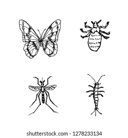 Bug illustration / Hand drawn insect sketch