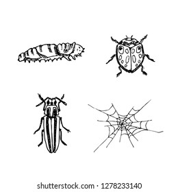 Bug illustration / Hand drawn insect sketch