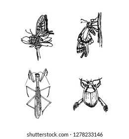 Bug illustration / Hand drawn insect sketch