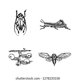 Bug illustration / Hand drawn insect sketch