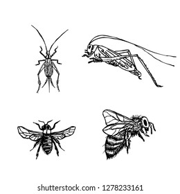 Bug illustration / Hand drawn insect sketch