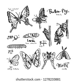 Bug illustration / Hand drawn insect sketch