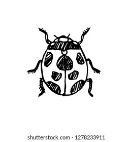 Bug illustration / Hand drawn insect sketch
