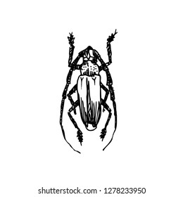 Bug illustration / Hand drawn insect sketch