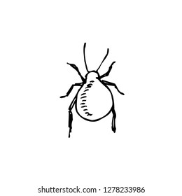 Bug illustration / Hand drawn insect sketch