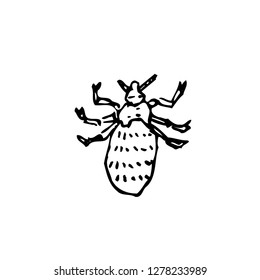 Bug illustration / Hand drawn insect sketch