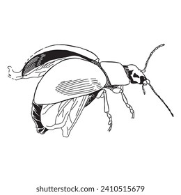 Bug insect character 19 sketch vector isolated on white background