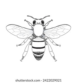 Bug Insect sketch 33 vector line art