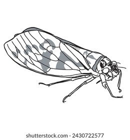 Bug Insect sketch 38 vector isolated