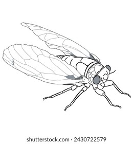 Bug Insect sketch 39 vector lineart isolated 