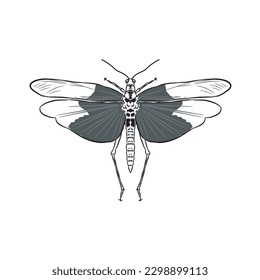 Bug Insect Sketch 4. Vector isolated on white.