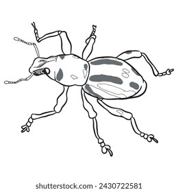 Bug Insect sketch 41 vector isolated on white background