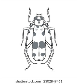 Bug Insect sketch 9 vector.
