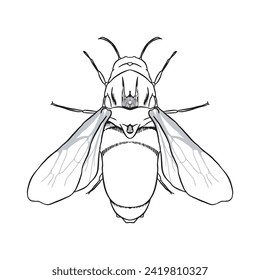 Bug insect sketch character 32 vector isolated