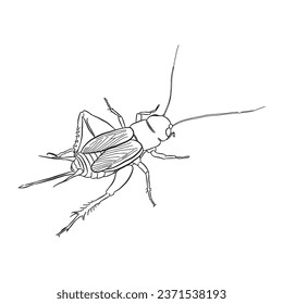 Bug insect sketch vector 16 cicada or cricket