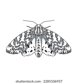 Bug Insect Sketch vector isolated.