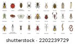 Bug of insect vector color set icon.Vector illustration insect beetle. Isolated color icon bug and fly beetle.