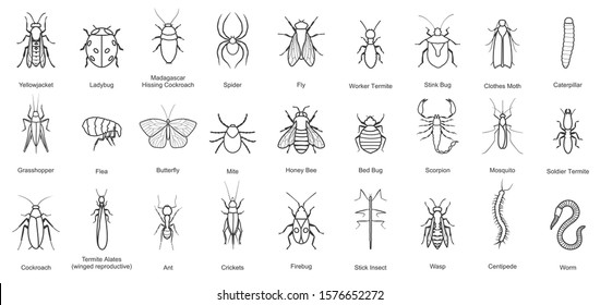 Bug of insect vector line set icon.Vector illustration insect beetle. Isolated line icon bug and fly beetle.