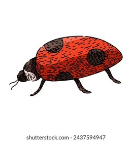 bug ladybug hand drawn. flower lady, ladybird love, bird beetle bug ladybug vector sketch. isolated color illustration