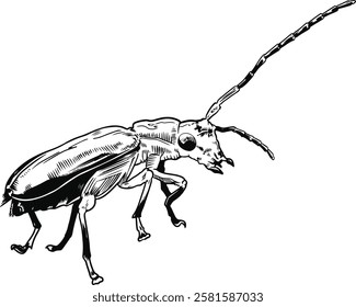 Bug Line Art for Coloring books