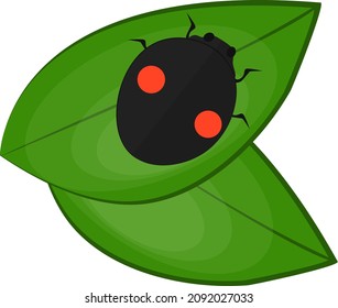 Bug on a leaf, illustration, vector on a white background.