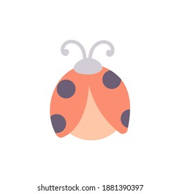 bug on the white background