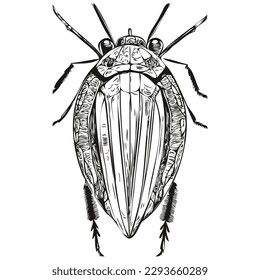bug sketch, hand drawing of wildlife, vintage engraving style, vector illustration bugs
