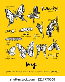 Bug sketch / Hand drawn insect illustration - vector