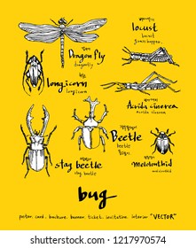 Bug Sketch / Hand Drawn Insect Illustration - Vector