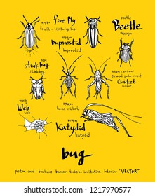 Bug sketch / Hand drawn insect illustration - vector