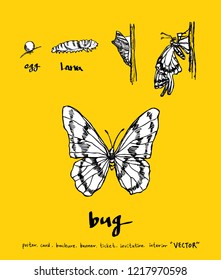 Bug sketch / Hand drawn insect illustration - vector