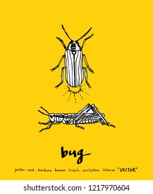 Bug sketch / Hand drawn insect illustration - vector