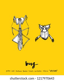 Bug sketch / Hand drawn insect illustration - vector