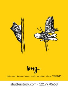 Bug sketch / Hand drawn insect illustration - vector