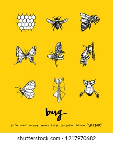 Bug sketch / Hand drawn insect illustration - vector