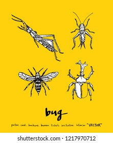Bug sketch / Hand drawn insect illustration - vector