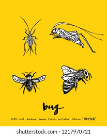 Bug sketch / Hand drawn insect illustration - vector