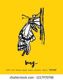 Bug sketch / Hand drawn insect illustration - vector