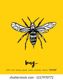 Bug sketch / Hand drawn insect illustration - vector