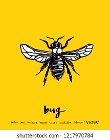 Bug sketch / Hand drawn insect illustration - vector