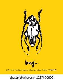 Bug sketch / Hand drawn insect illustration - vector