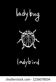 Bug sketch / Hand drawn insect illustration - vector